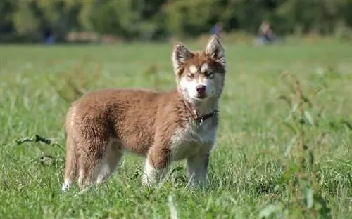 hasky puppy