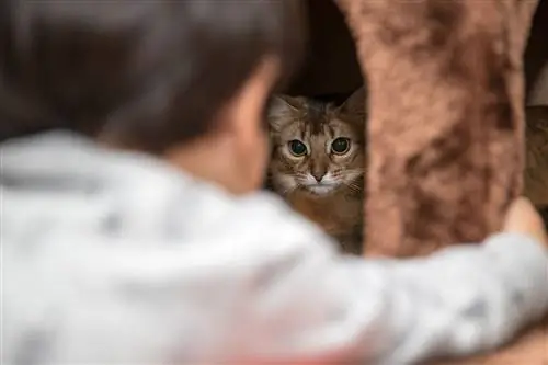 Come convincere il tuo gatto a usare il suo nuovo letto: 5 consigli da provare