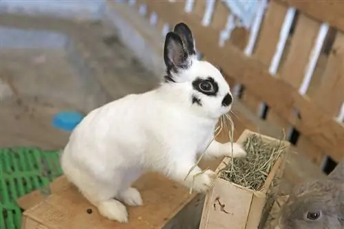 Mini-Rex-Kaninchen frisst Heu