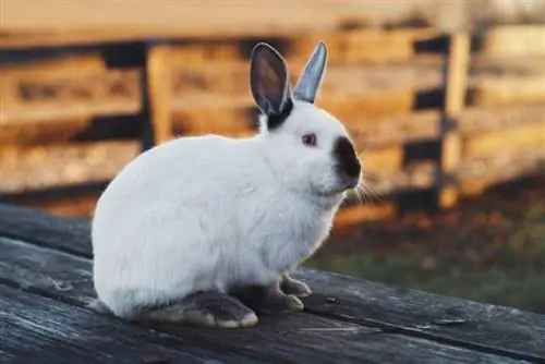 Kalifornisches Kaninchen