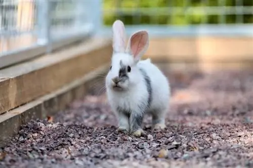 bébé lapin gotland s'exécutant dans un grand enclos de gravier