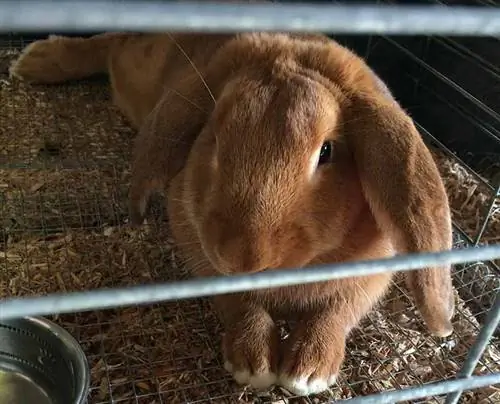 Sa erë të keqe kanë lepujt? Shkaqet & Mjetet juridike