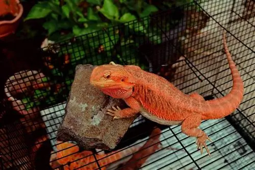 Orange Bearded Dragon: ข้อเท็จจริง การดูแล อาหาร & สุขภาพ (พร้อมรูปภาพ)