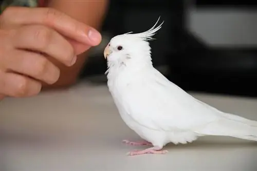 may-ari ng kamay na pagsasanay sa kanyang albino cockatiel