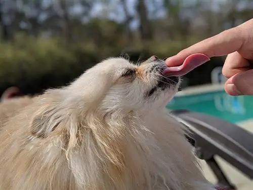 pomeranian που γλείφει το δάχτυλο ενός ατόμου