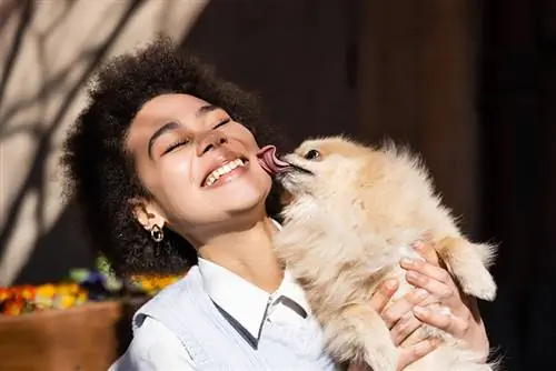 Proč mě můj pomeranian tolik olizuje? 7 důvodů schválených veterinárním lékařem