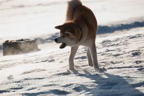 chien akita agressif qui aboie dans la neige