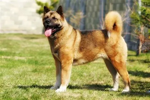 açık havada duran akita köpek