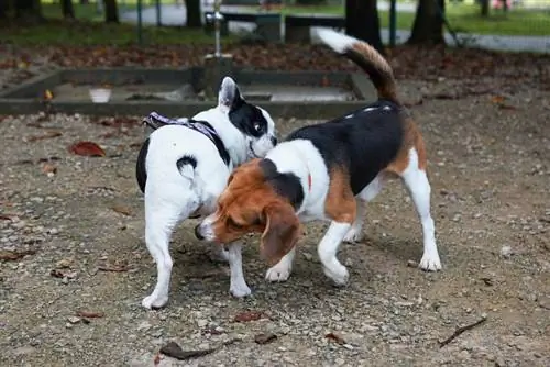 Beagle schnüffelt am Hintern einer französischen Bulldogge