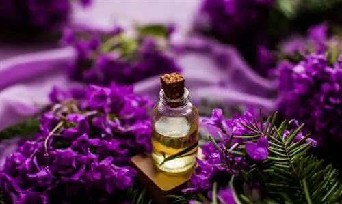 Aceite de una flor de Lavanda