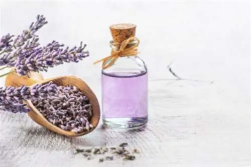 ¿El aceite esencial de lavanda es seguro para los perros? Beneficios & Seguridad