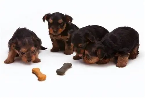 chipsi za pexels-bill-emrich-puppies