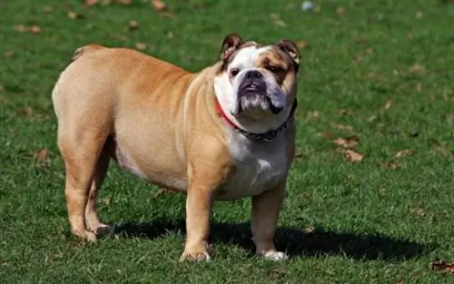 Magkano ang Gastos ng English Bulldog? (Gabay sa Presyo ng 2023)