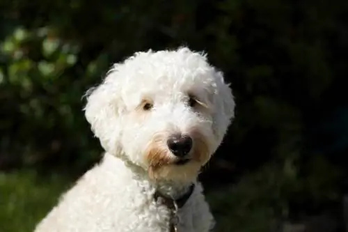 Labradoodle crème