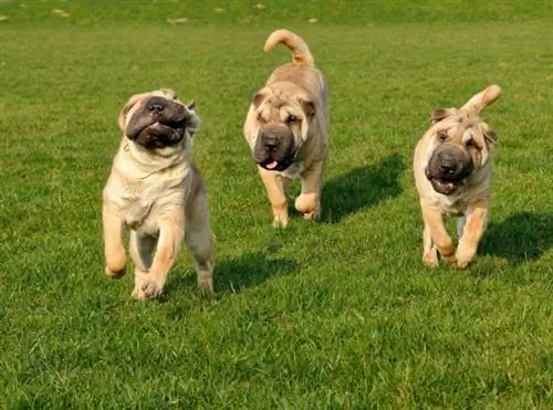 Shar Pei