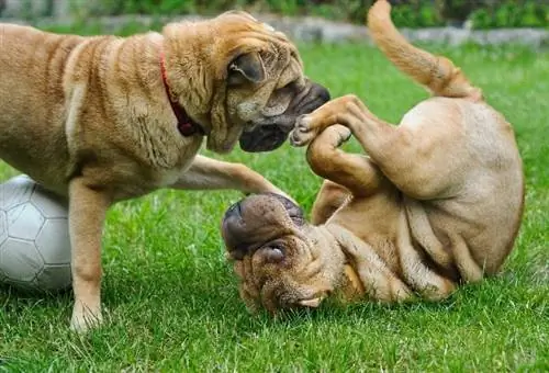 Mini Hippo Shar-Pei