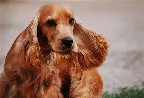 Cocker Spaniel