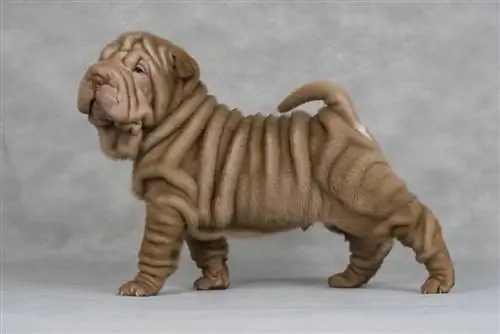 Τι είναι ένα Mini Hippo Dog; (The Designer Breed)