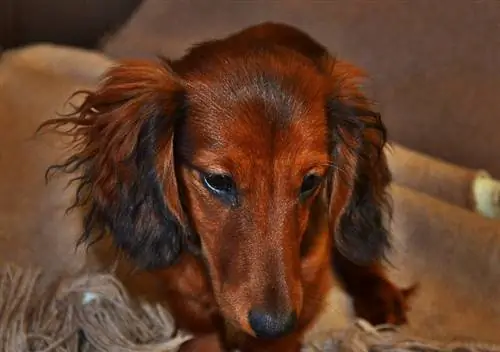 langhåret dachshund