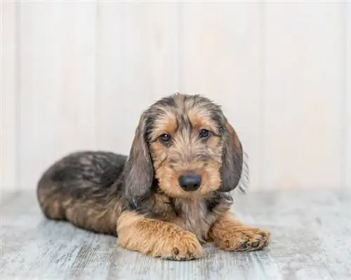 anak anjing dachshund berambut dawai