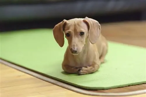 krim dachshund