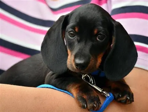 dachshund hitam dan cokelat