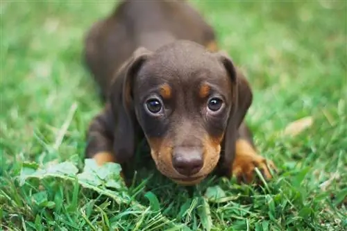 chokolade og solbrun gravhund