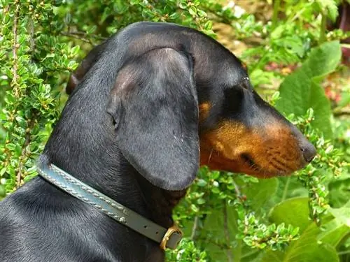 dachshund biru dan tan