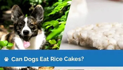 Maaari bang Kumain ng Rice Cake ang Mga Aso? Mga Katotohanan sa Nutrisyon na Sinuri ng Vet & Impormasyon