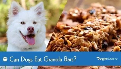 Cachorro pode comer granola? Informação Nutricional & Guia de Segurança