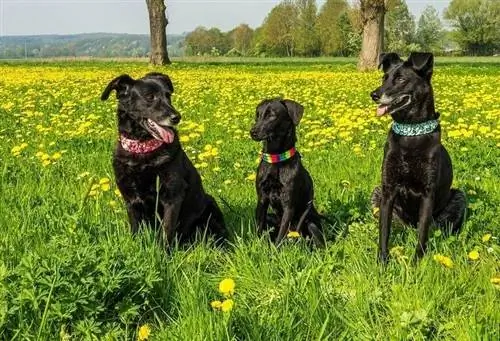 cães pretos em um campo de dente de leão