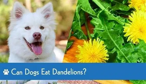 Maaari bang Kumain ang Mga Aso ng Dandelion? Mga Katotohanan & Mga Posibleng Benepisyo