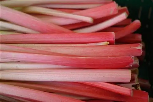 rhubarb иш