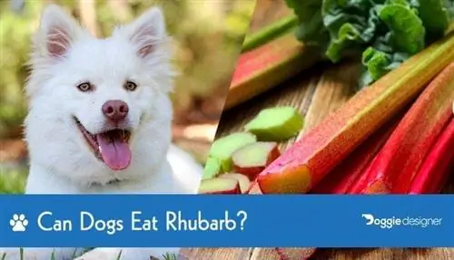 Je, Mbwa Wanaweza Kuwa na Rhubarb? Ukweli & Mwongozo wa Usalama