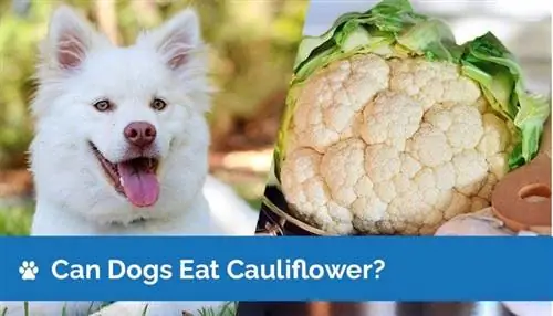 ¿Pueden los perros comer coliflor? Información nutricional & Beneficios