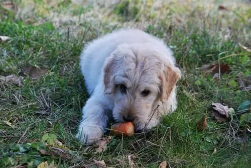 dog nrog carrots