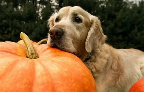 calabaza