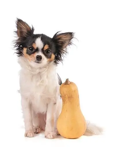 Butternut kurpitsa ja chihuahua_emmanuellegrimaud_shutterstock