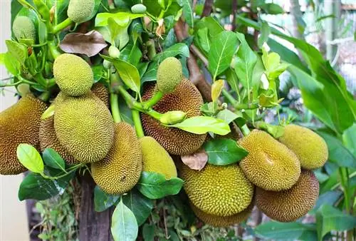 buah nangka