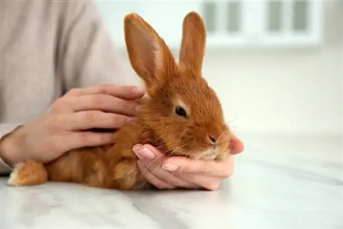 Por que meu coelho não está comendo? 6 razões revisadas pelo veterinário