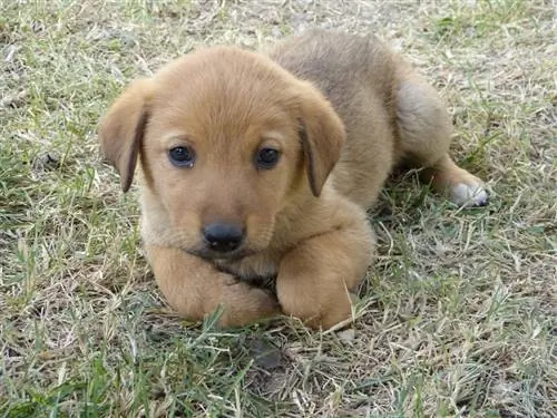 cachorro tirado en la hierba con las patas metidas