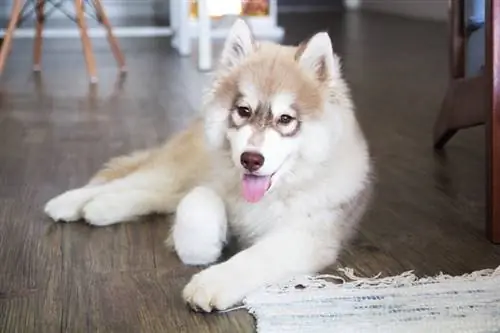 siberian husky liggende på trægulv