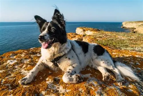 hond wat met ingesteekte poot lê