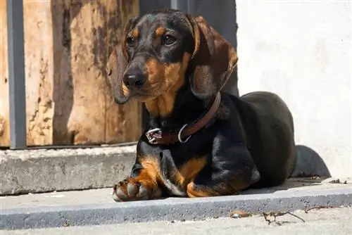 Duchshund hond wat op die grond lê