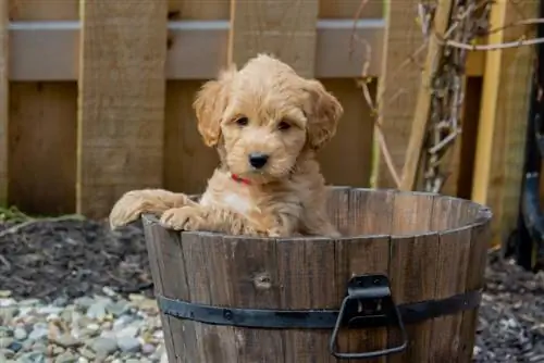 drobny szczeniak goldendoodle