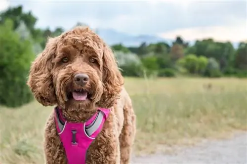 Petite Goldendoodle mit Geschirr