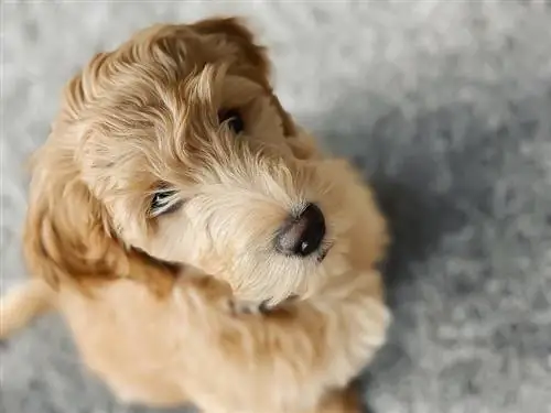 Petite Goldendoodle (Golden Retriever, Poodle & Cocker Spaniel Mix): Maelezo, Picha, Ukweli