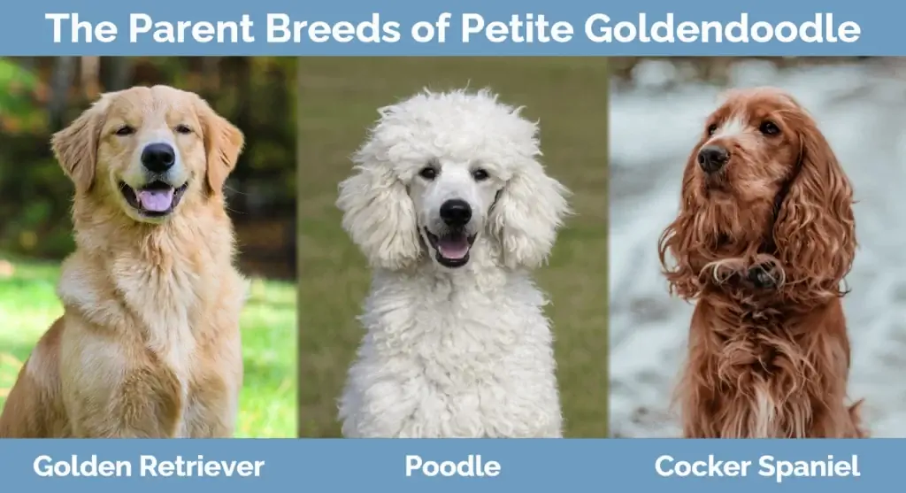 Les races parentales de Petite Goldendoodle