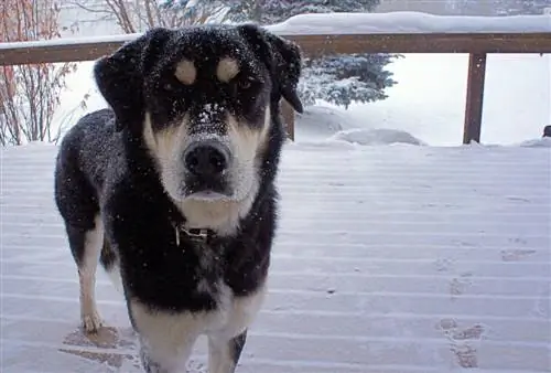 husky dei pirenei nella neve