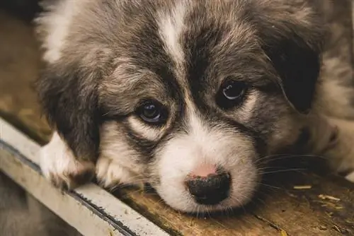 Abraço filhote de cachorro de raça mista pug husky